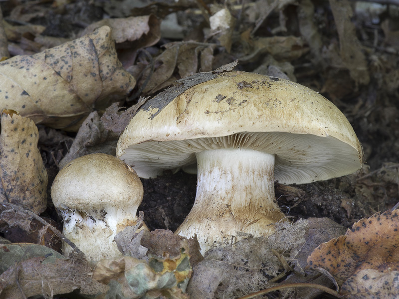 Cortinarius balteatoalbus